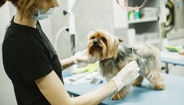 You’ll Never Believe What Happens to Dogs Who Don’t Get Groomed! [Popular Techniques Inside] 