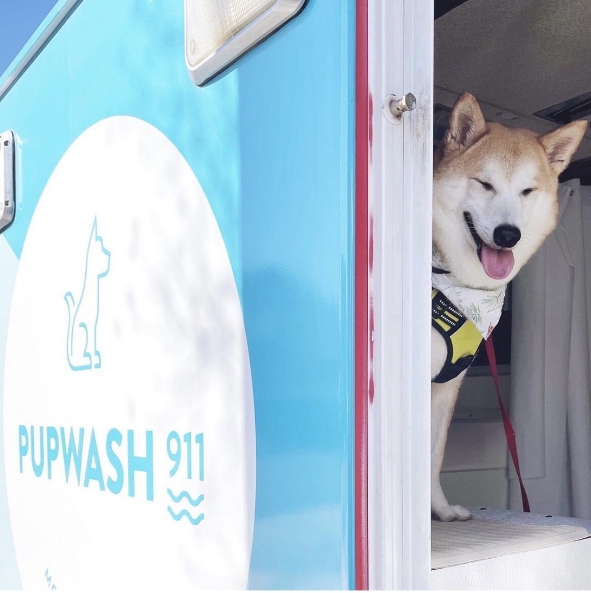 Are Mobile Dog Grooming Services More Expensive Than Traditional Grooming Salons?