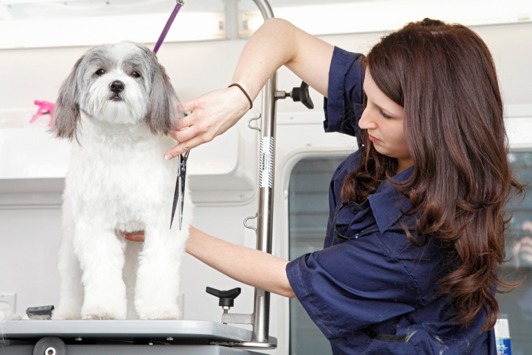 How to Prep Your Dog for a Mobile Grooming Session: Expert Tips