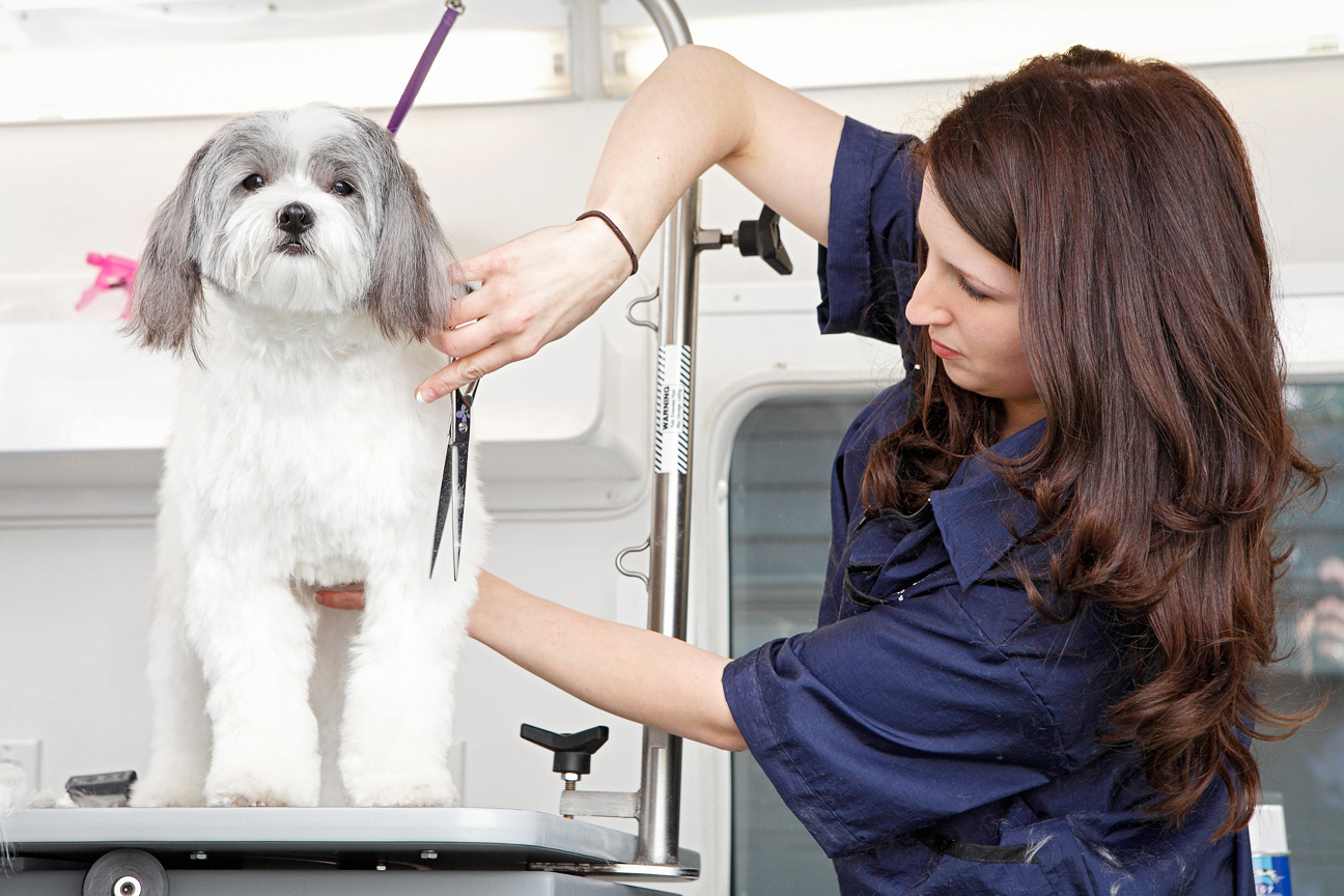 dog grooming preparation