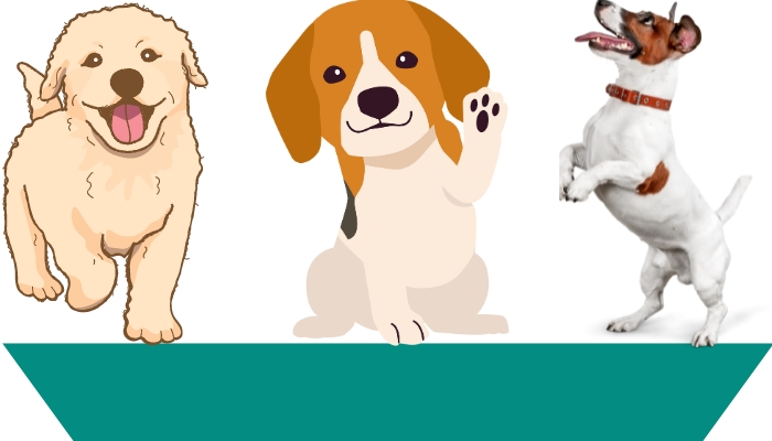 6 Categories of Brown and White Dog Name Ideas: Find the Perfect Name for Your Adorable Pooch