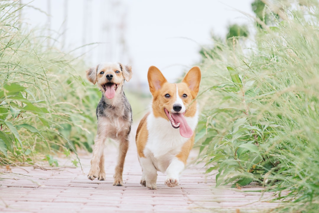 Photo Dog, grooming