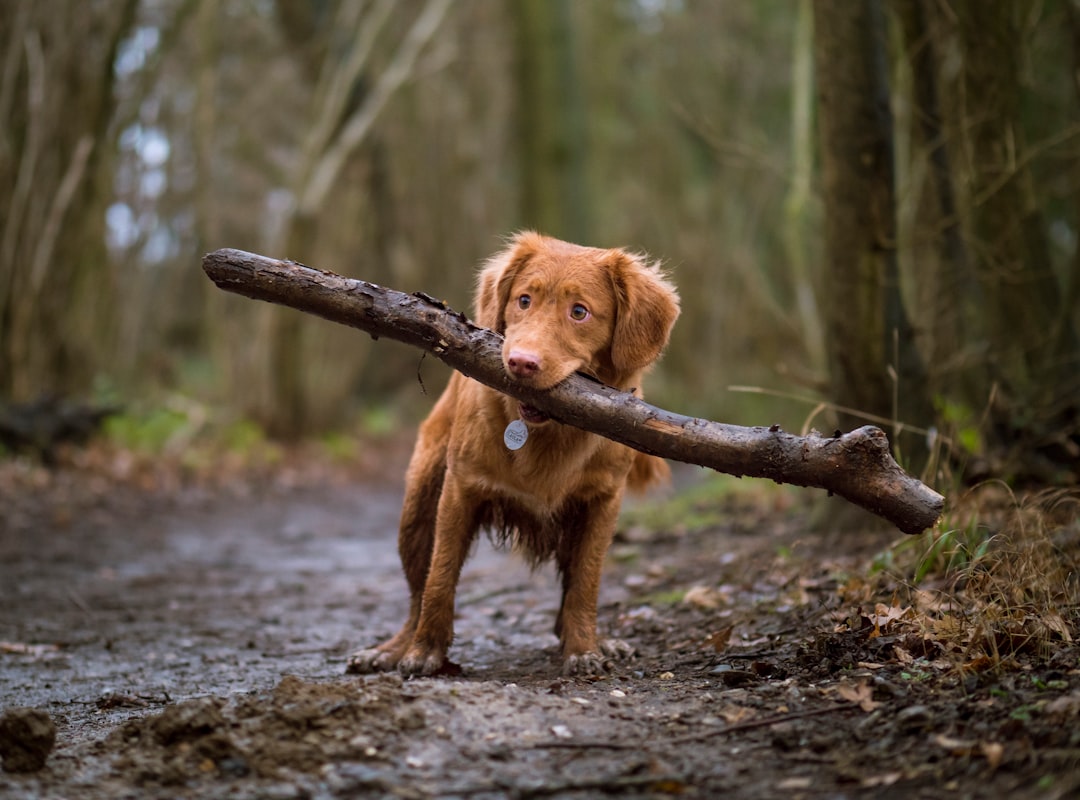 Photo Hypoallergenic dog: Grooming tools