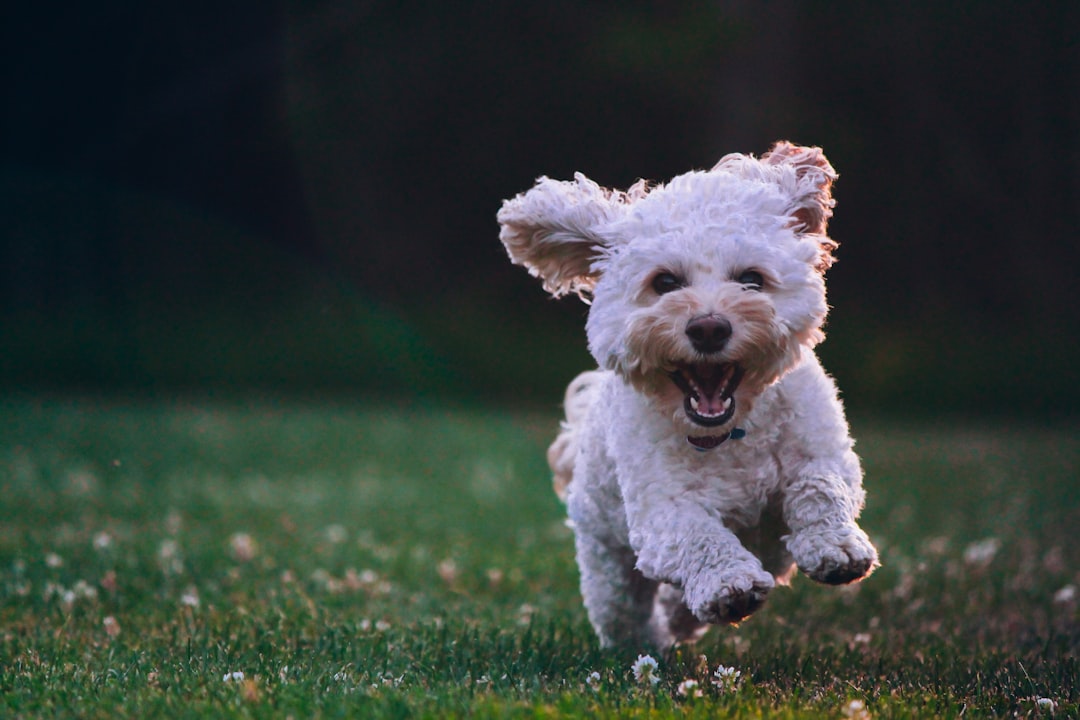 Photo Double-coated dog grooming: 1 Brushing 2 Shedding