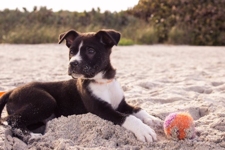 Grooming Tips for Curly-Haired Dogs