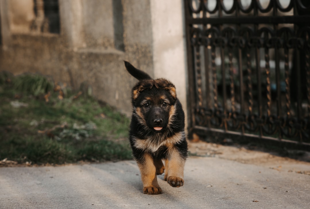 Photo Playful pup